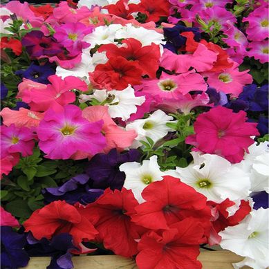 Petunia 25 cm CT12