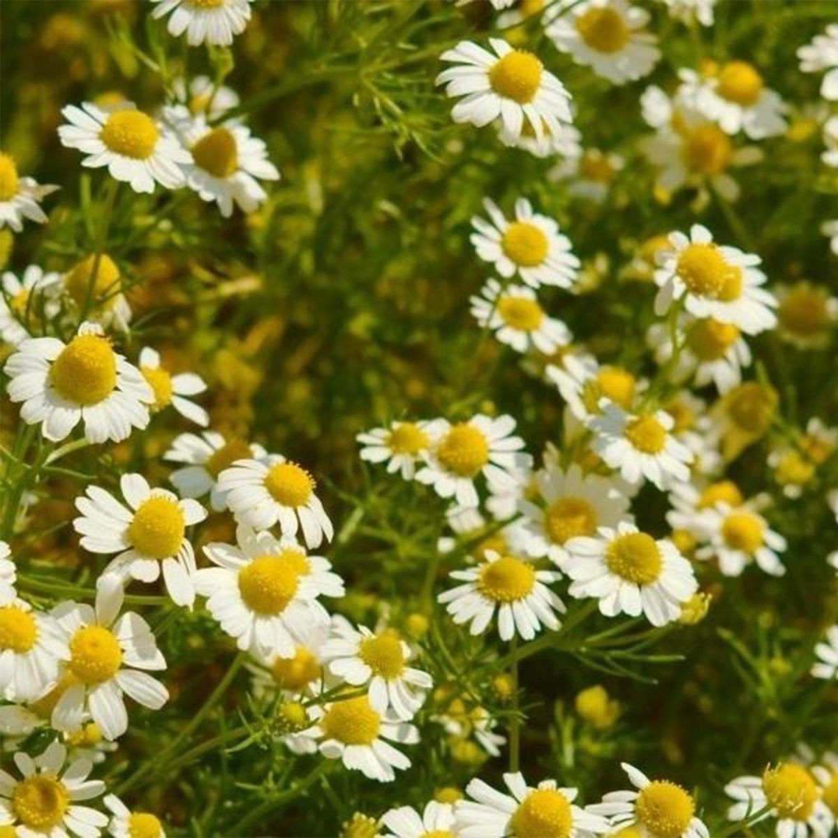 VILMORIN - Semilla Manzanilla Sachet 5 gr Sachet