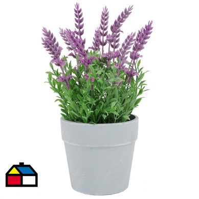 Lavanda Morada En Macetero 25 cm