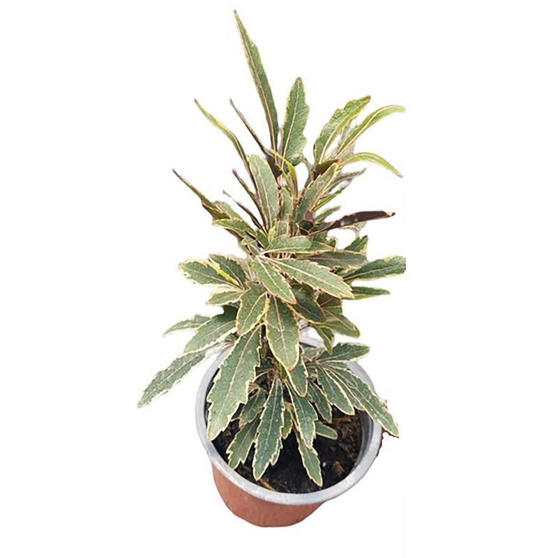 FAMILY GARDEN VIVERO - Aralia Variegada 20 cm Natural CT15