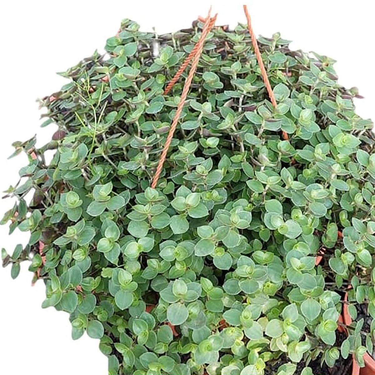 FAMILY GARDEN VIVERO - Callisia 10 cm Natural CT15