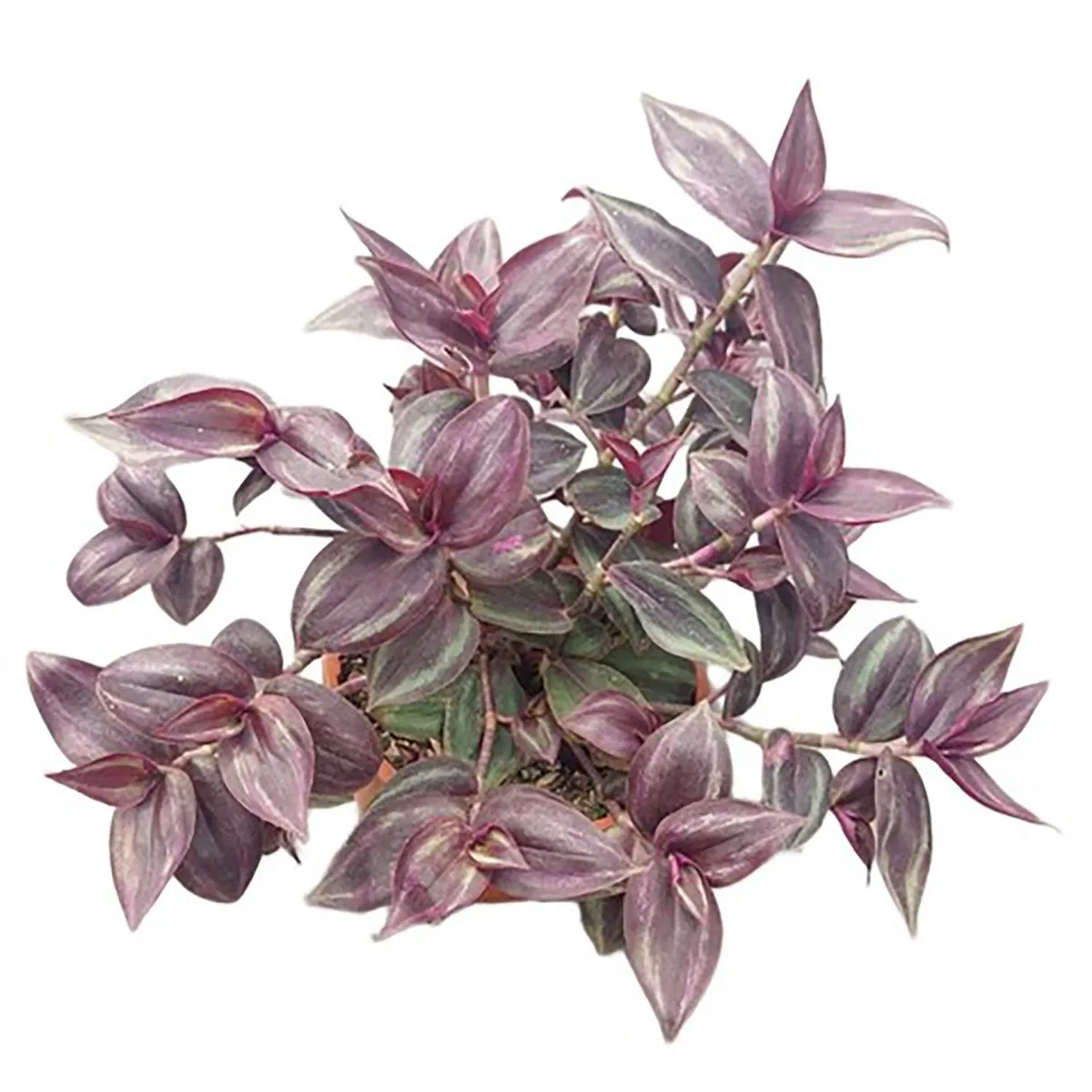 FAMILY GARDEN VIVERO - Tradescantia 15 cm Natural CT15
