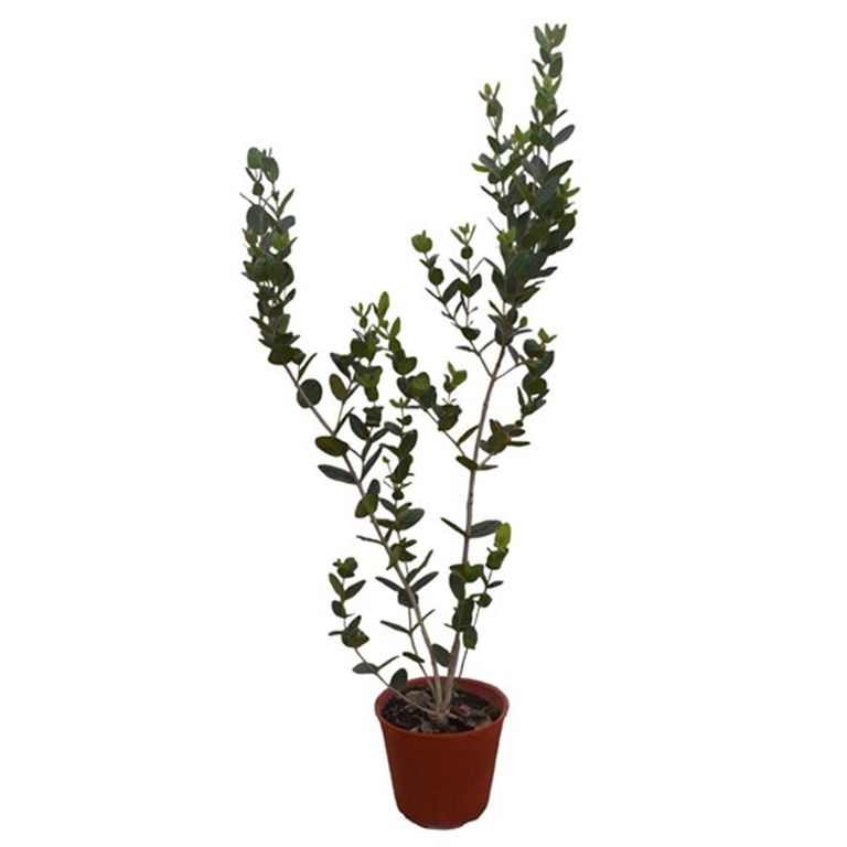 Árbol Boldo Natural 1 m