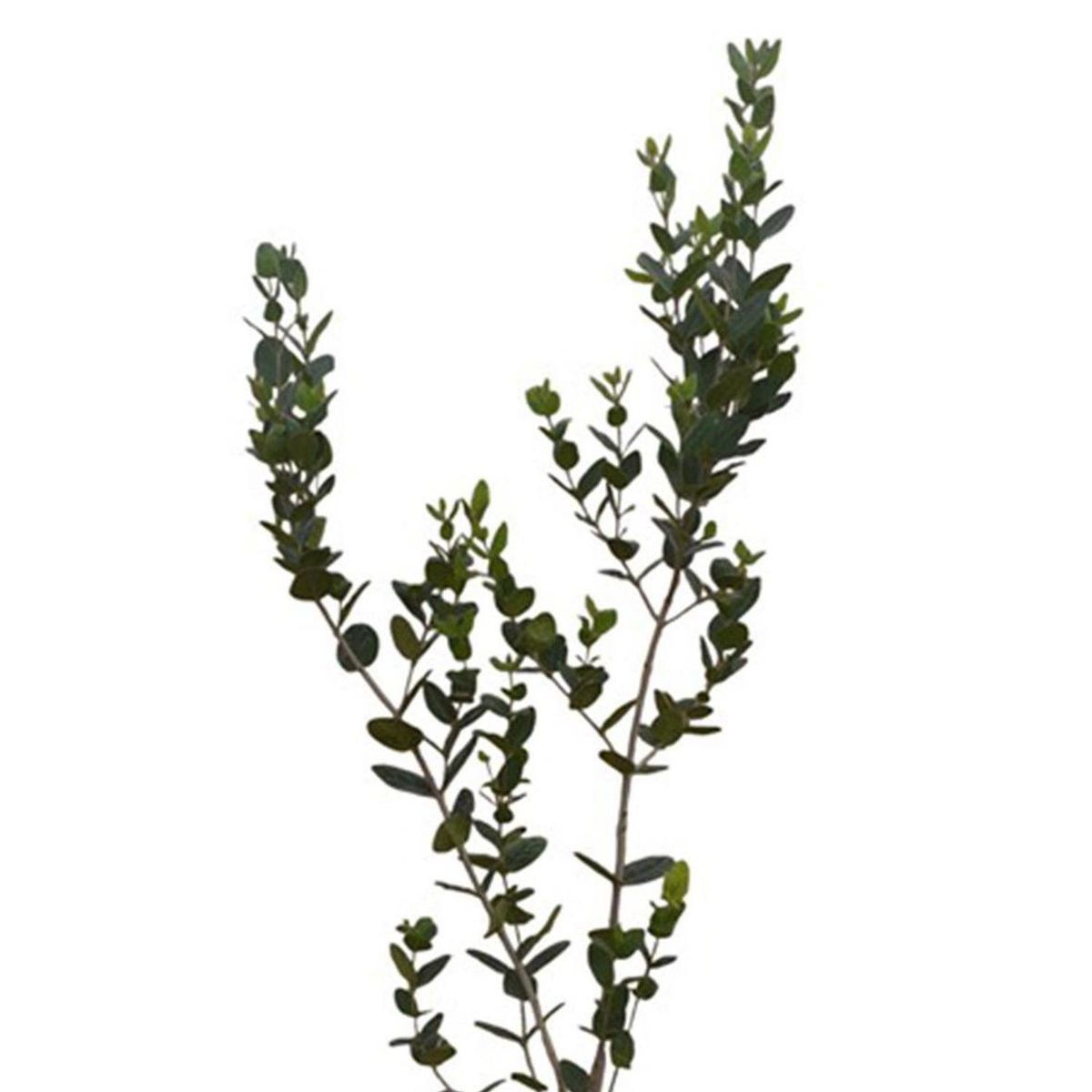 GENERICO - Árbol Boldo Natural 1 m