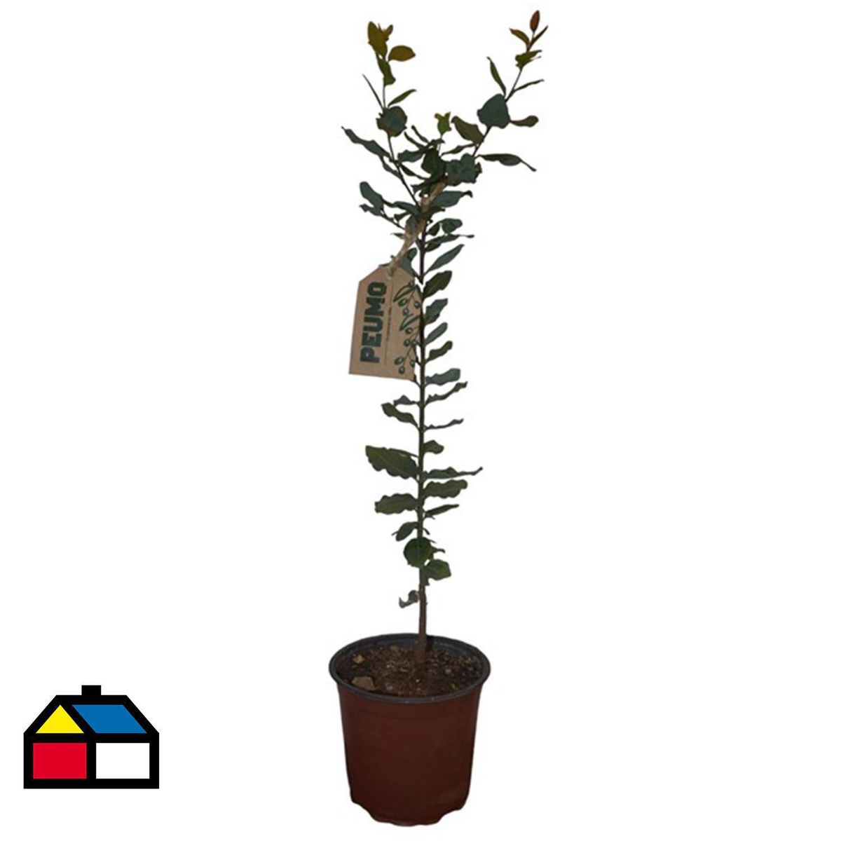 GENERICO - Árbol Peumo Natural 30 cm