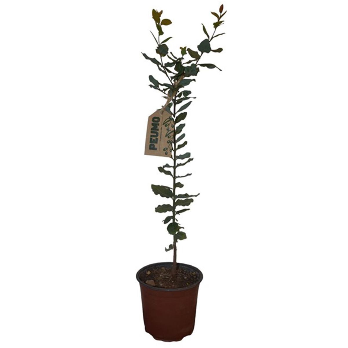 GENERICO - Árbol Peumo Natural 30 cm