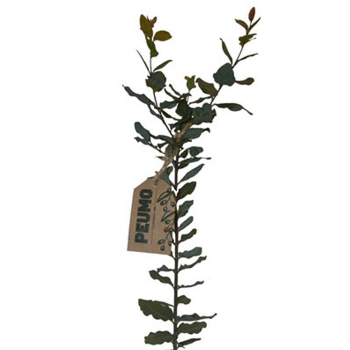 GENERICO - Árbol Peumo Natural 30 cm