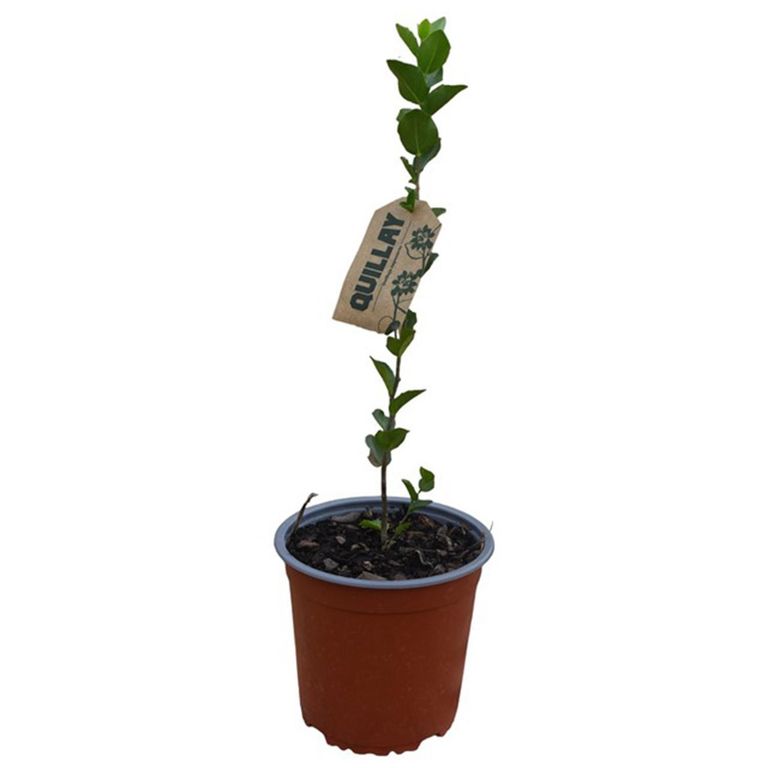 Árbol Quillay Natural 30 cm