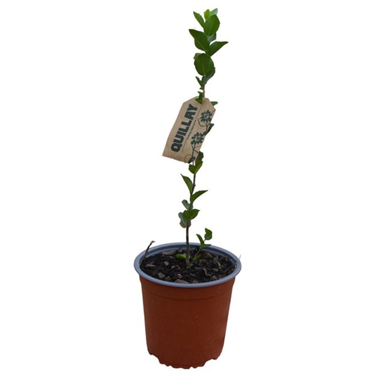 GENERICO - Árbol Quillay Natural 30 cm