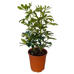 GENERICO - Scheflera Arboricol 60 cm Natural CT24