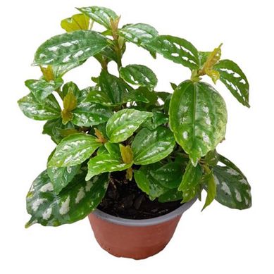 Pilea 20 cm Natural CT12