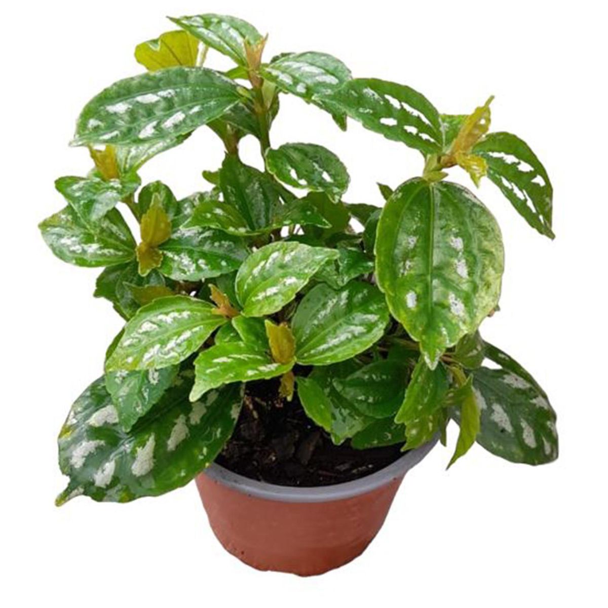 GENERICO - Pilea 20 cm Natural CT12