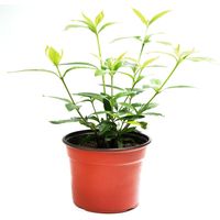 Planta Gardenia Jasminoide Natural