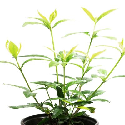 Imagen 2 del producto Planta Gardenia Jasminoide Natural