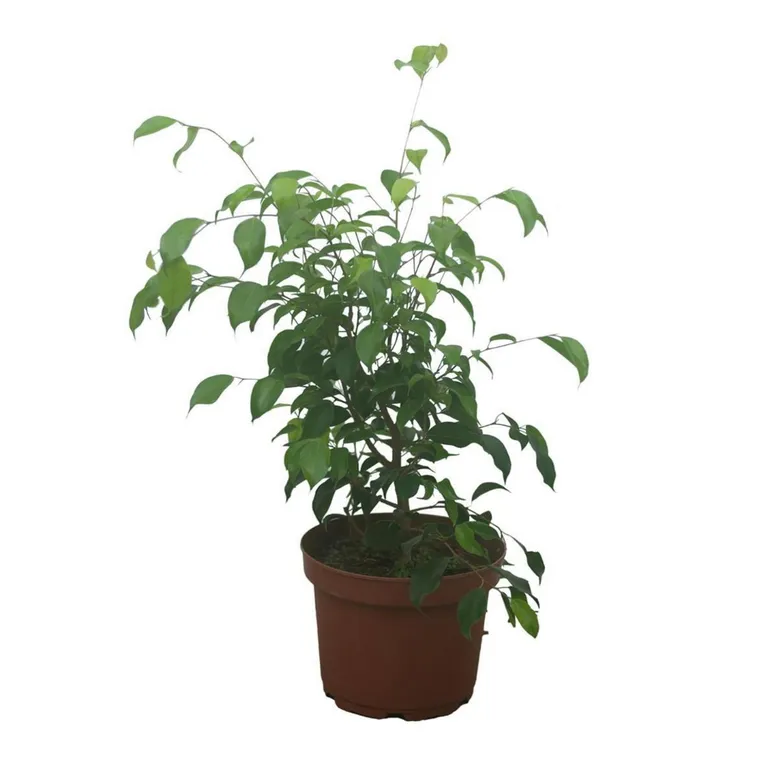 Planta Ficus Exotica Natural