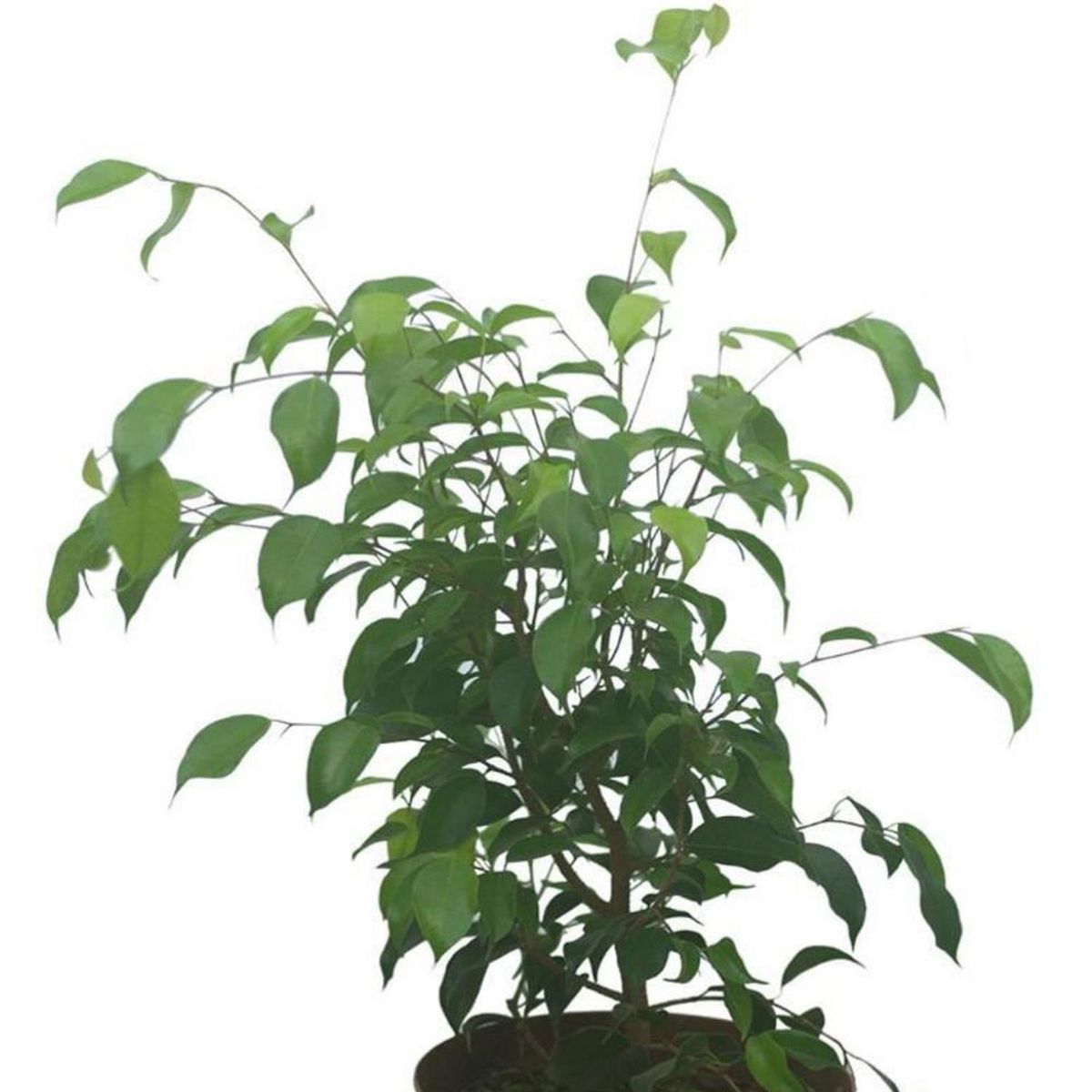 VIVEROS HIJUELAS - Planta Ficus Exotica Natural 