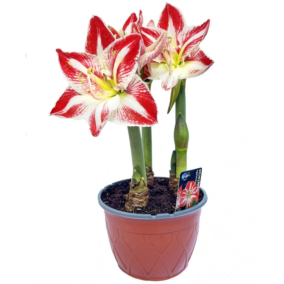 GENERICO - Amaryllis 30 cm Natural CT19
