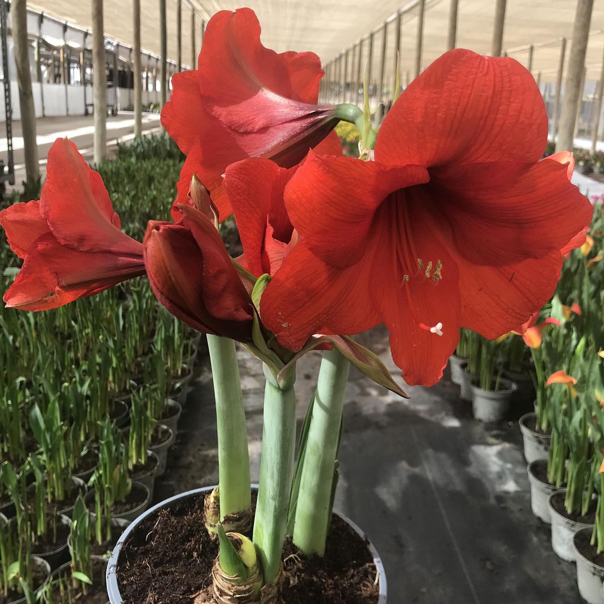 GENERICO - Amaryllis 30 cm Natural CT19