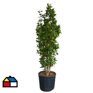 Camelia Japonica 2m CT45