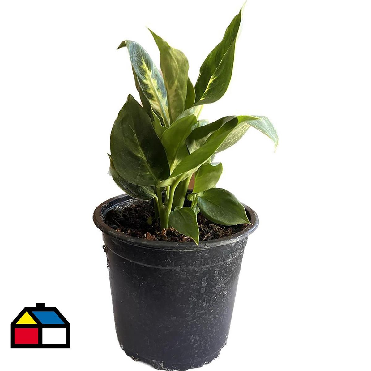 FLORES DE MI TIERRA - Dieffenbachia 20 cm Natural CT15