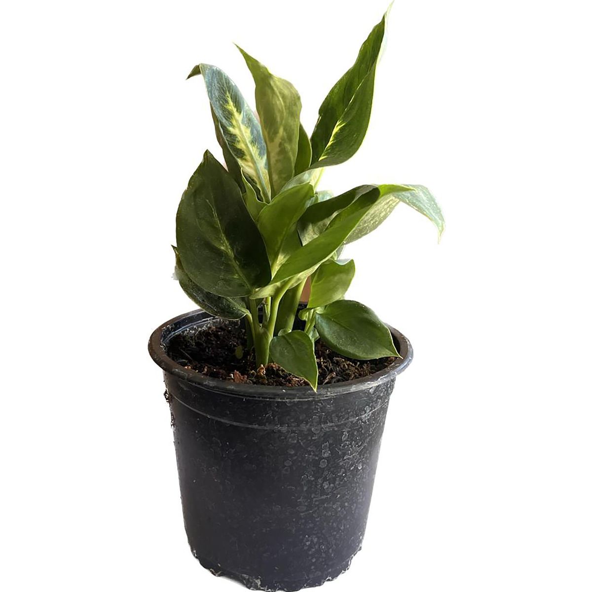 FLORES DE MI TIERRA - Dieffenbachia 20 cm Natural CT15