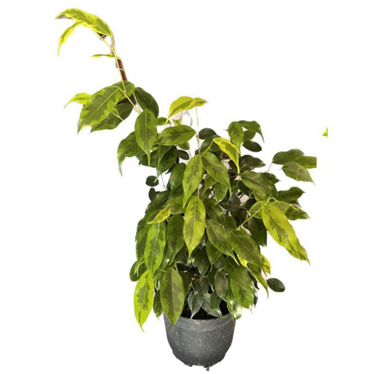 FLORES DE MI TIERRA - Ficus Anastasia 50 cm Natural CT21
