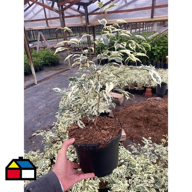 Ficus hawai 50 cm  CT21
