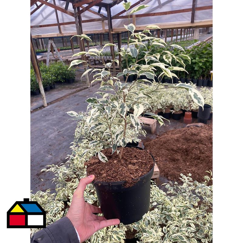 FLORES DE MI TIERRA - Ficus Hawai 50 cm Natural CT21