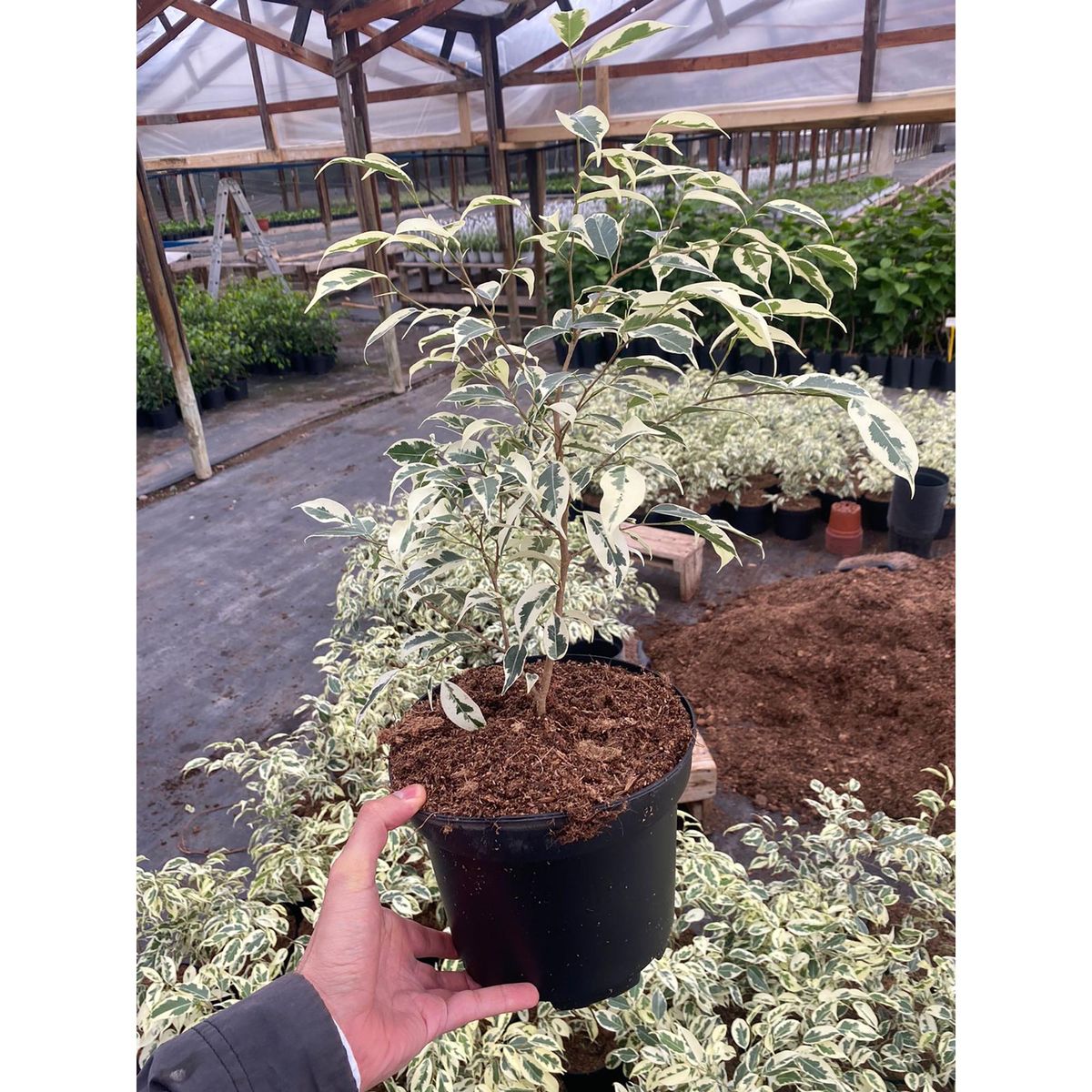 FLORES DE MI TIERRA - Ficus Hawai 50 cm Natural CT21