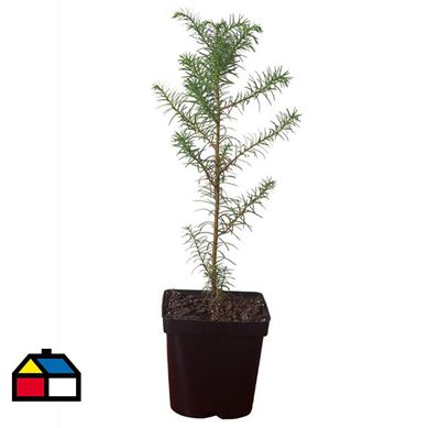 Pino japonico 30 cm CT17.
