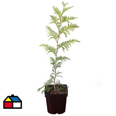 Pino Thuja 30 cm CT17