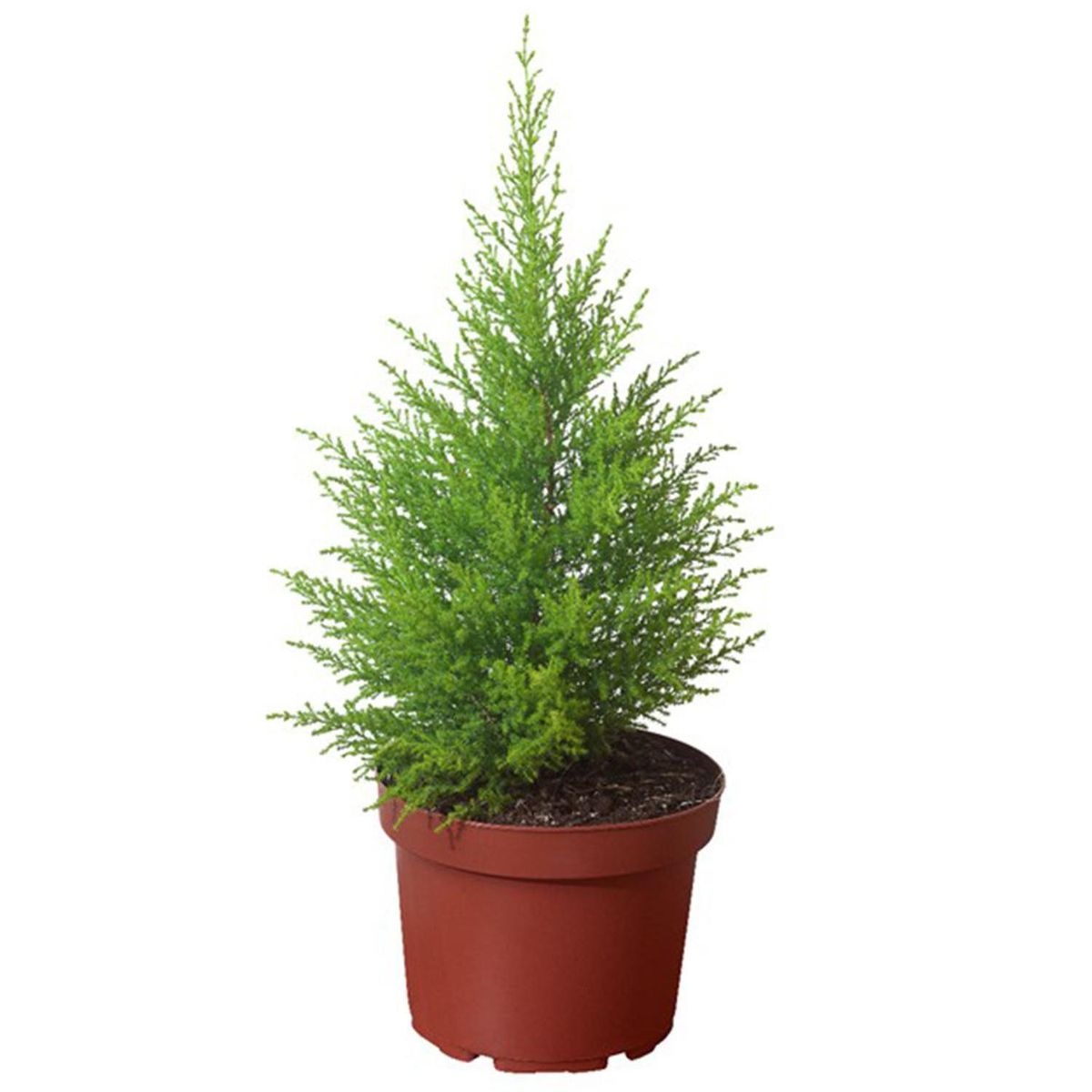 VIVEROS HIJUELAS - Pino Aromático Natural 30 cm