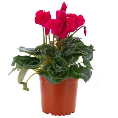 Cyclamen 20 cm Natural CT15