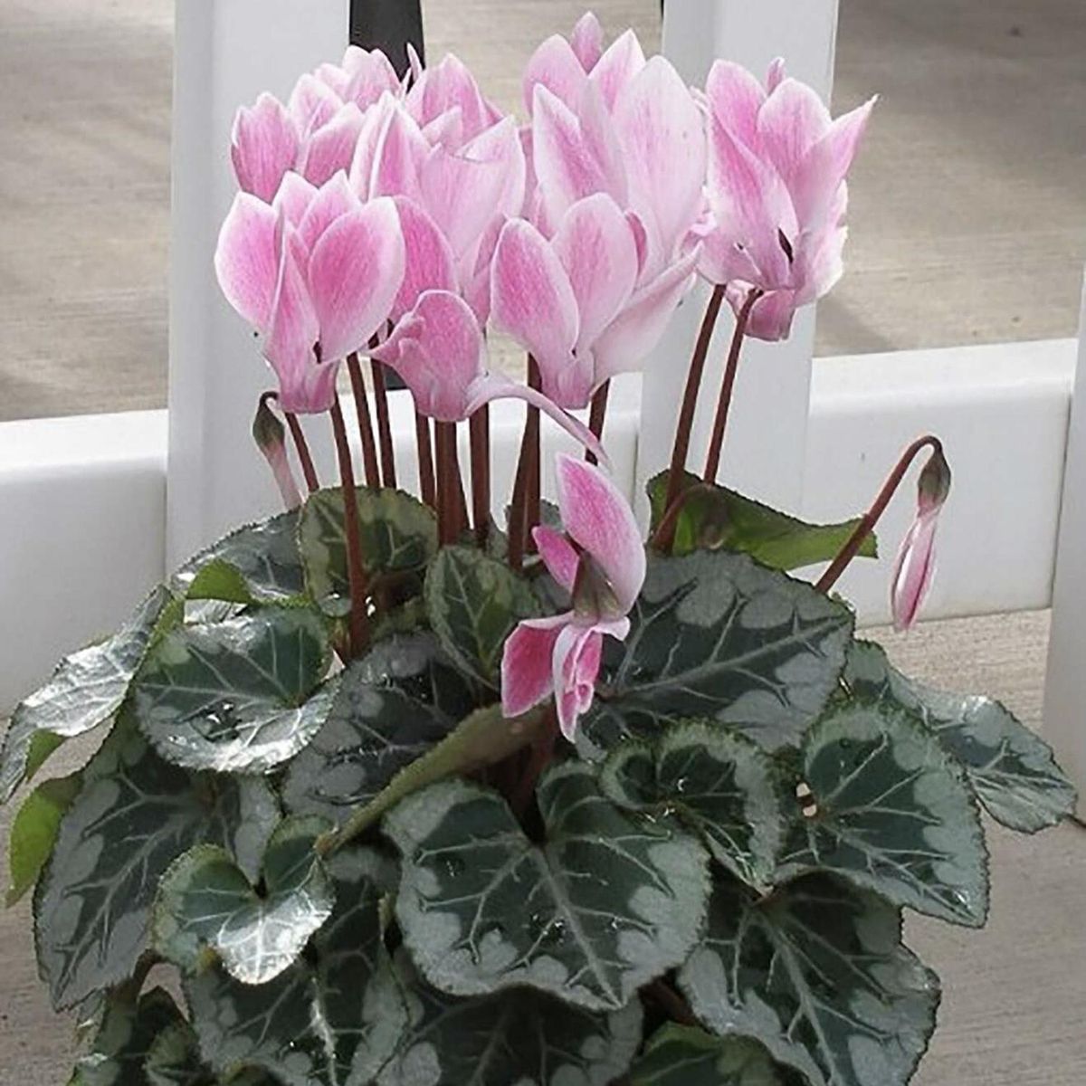 GENERICO - Cyclamen 20 cm Natural CT15