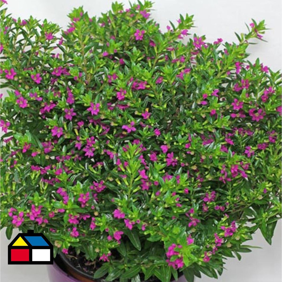 GENERICO - Arbusto Cuphea Natural 20 cm