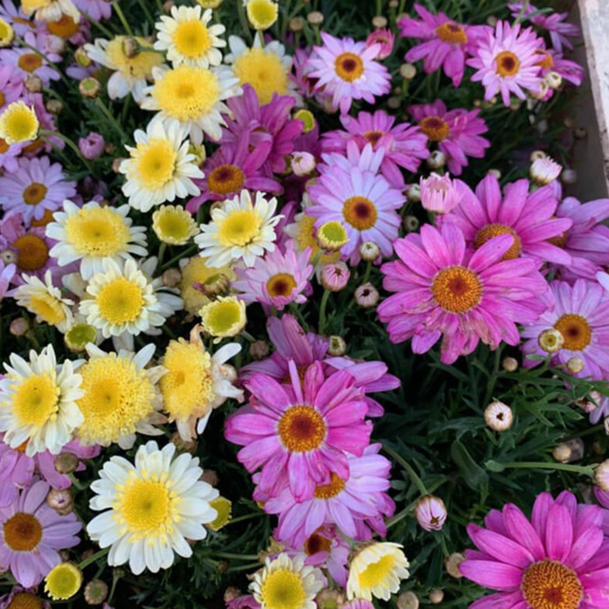 GENERICO - Arbusto Argyranthemum Natural 20 cm