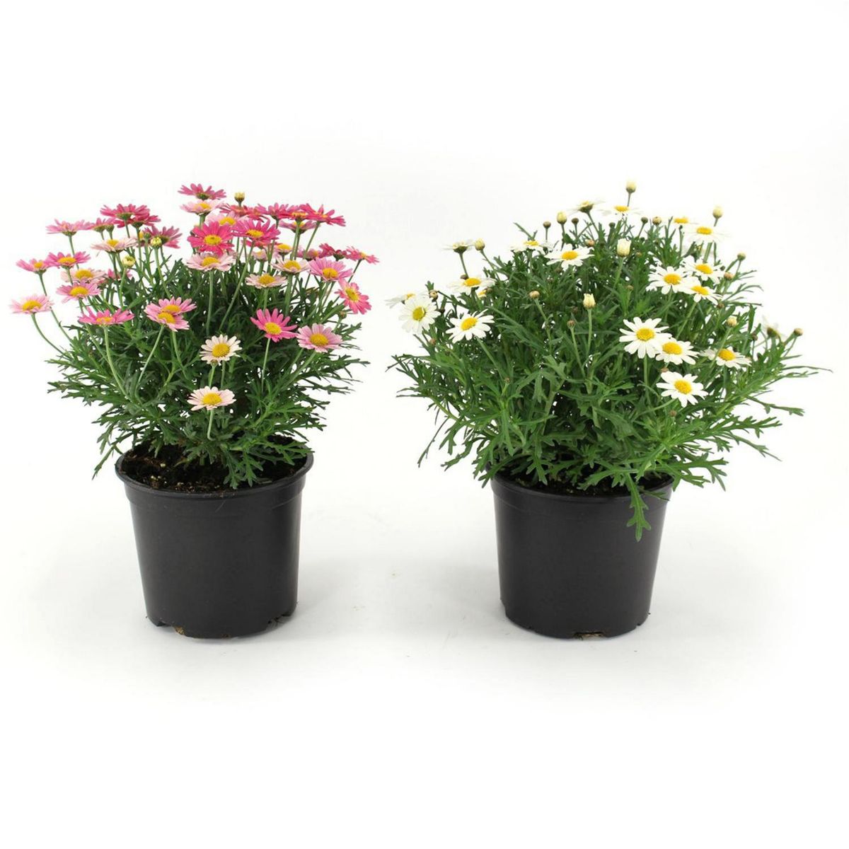 GENERICO - Arbusto Argyranthemum Natural 20 cm