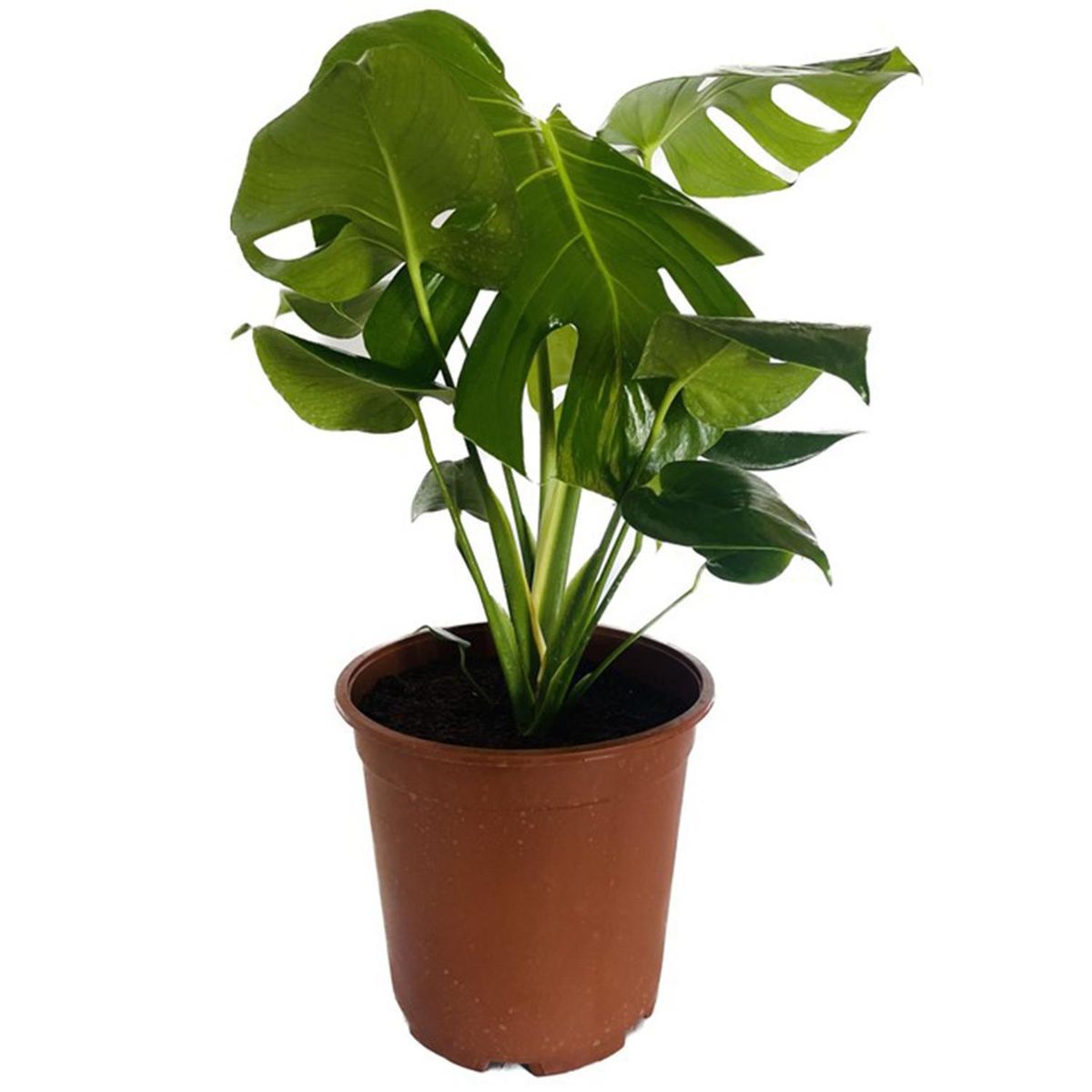 LAS BANDURRIAS - Philodendro Monstera 40 cm Natural CT24