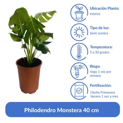 Imagen 2 del producto Philodendro Monstera 40 cm Natural CT24