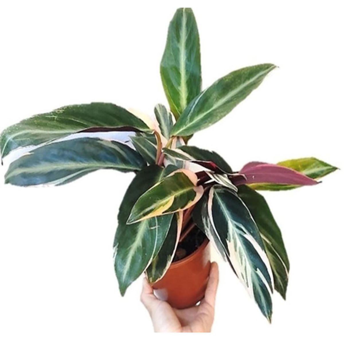 FLORES DE MI TIERRA - Calathea 35 cm Natural CT15