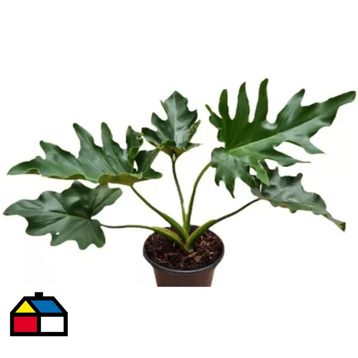 FLORES DE MI TIERRA - Philodendron Imperia 30 cm Natural CT14