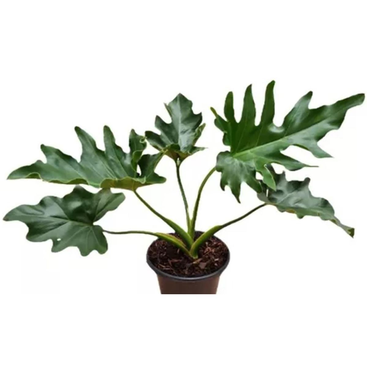 FLORES DE MI TIERRA - Philodendron Imperia 30 cm Natural CT14