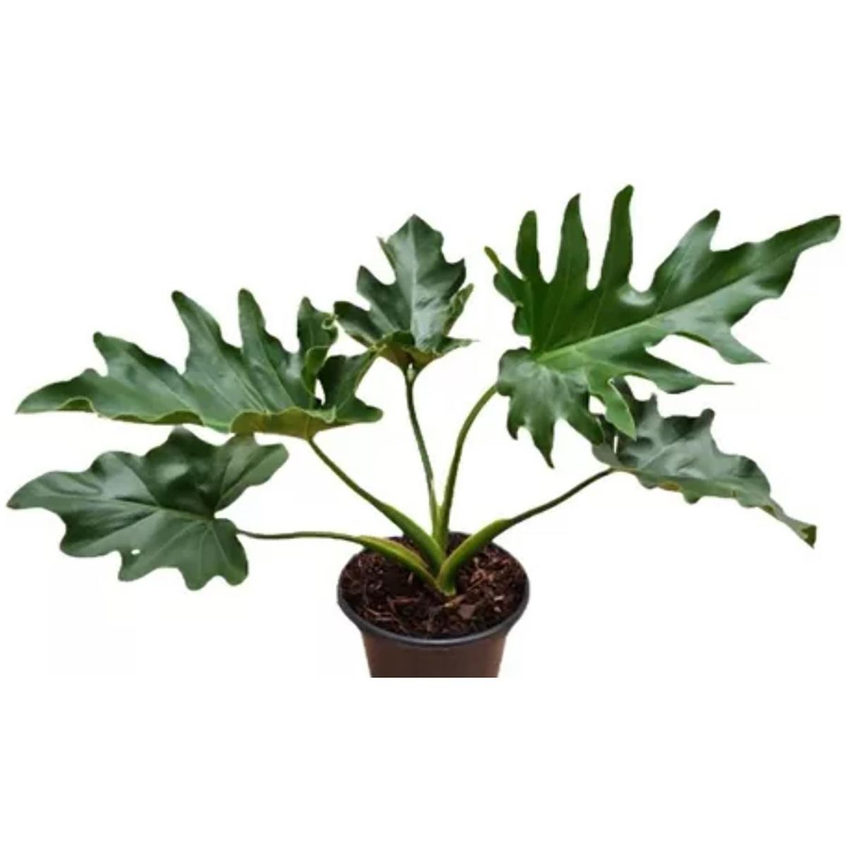 FLORES DE MI TIERRA - Philodendron Imperia 30 cm Natural CT14