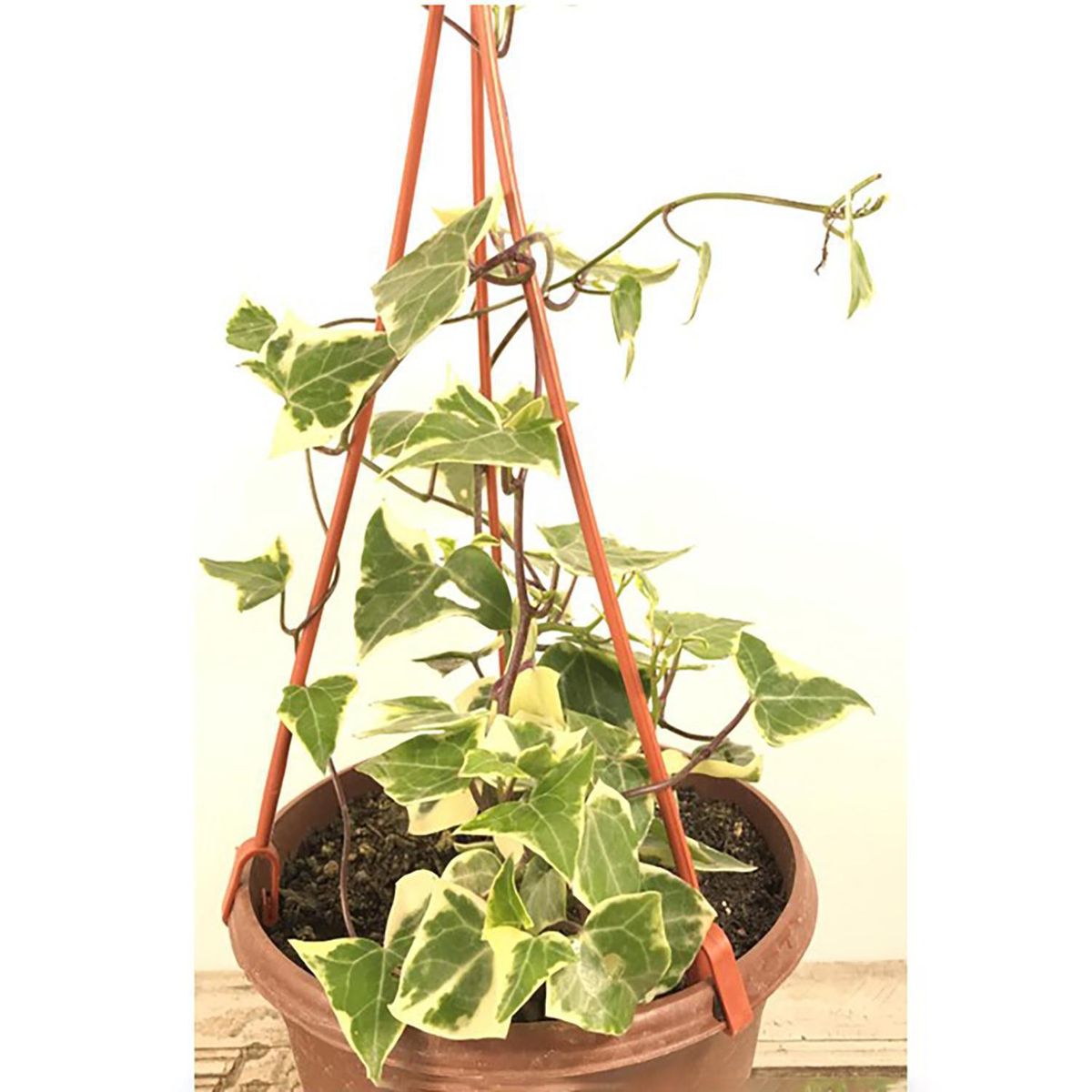 FLORES DE MI TIERRA - Senecio Magroglossus 30 cm Natural CT19