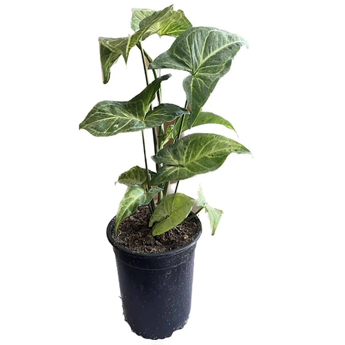 FLORES DE MI TIERRA - Syngonium 35 cm Natural CT14