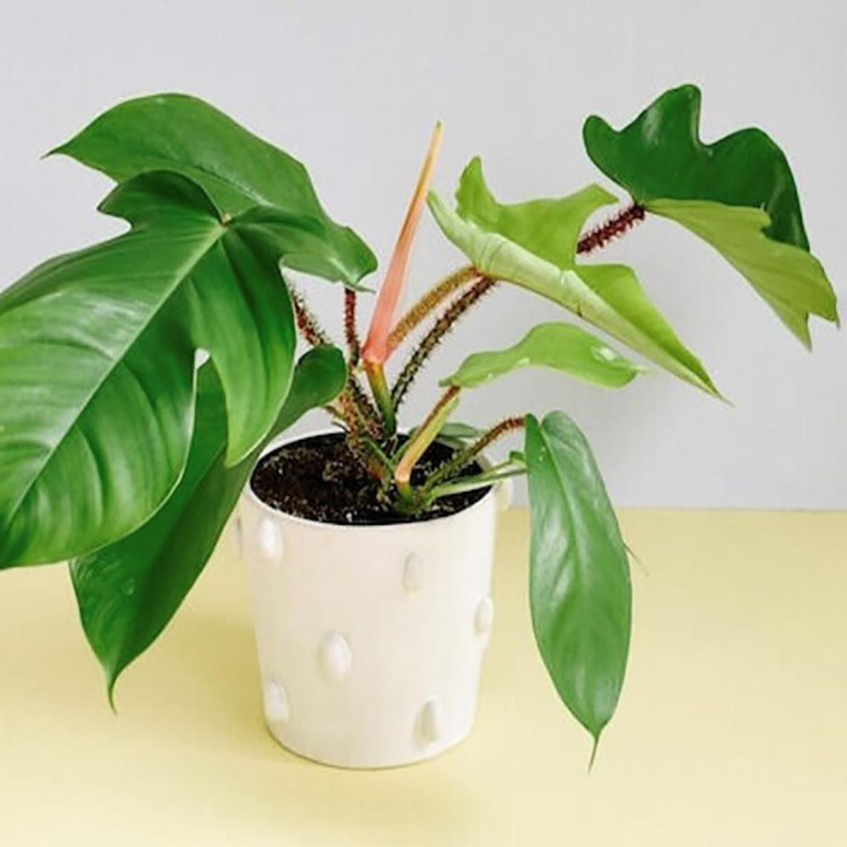 FLORES DE MI TIERRA - Philodendron Black Cardinal 30 cm Natural CT14