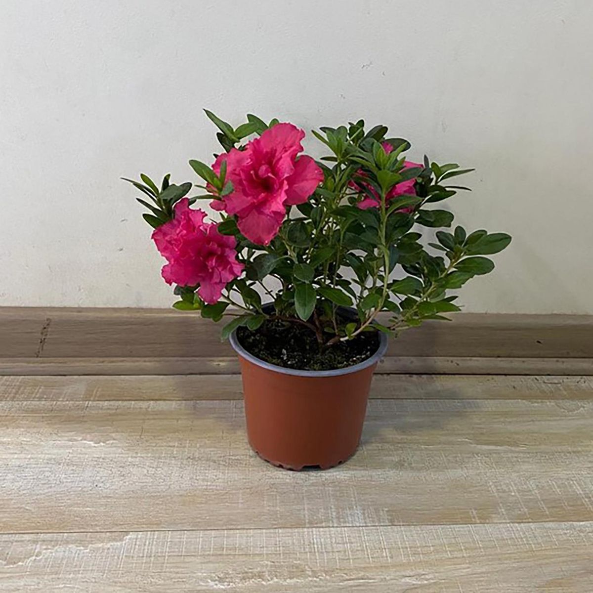 GENERICO - Azalea 23 cm Natural CT15