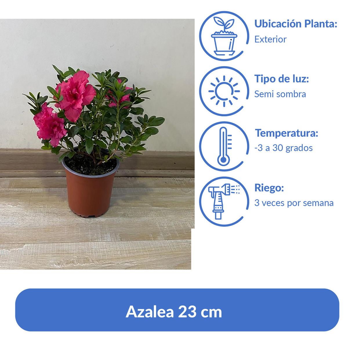 GENERICO - Azalea 23 cm Natural CT15