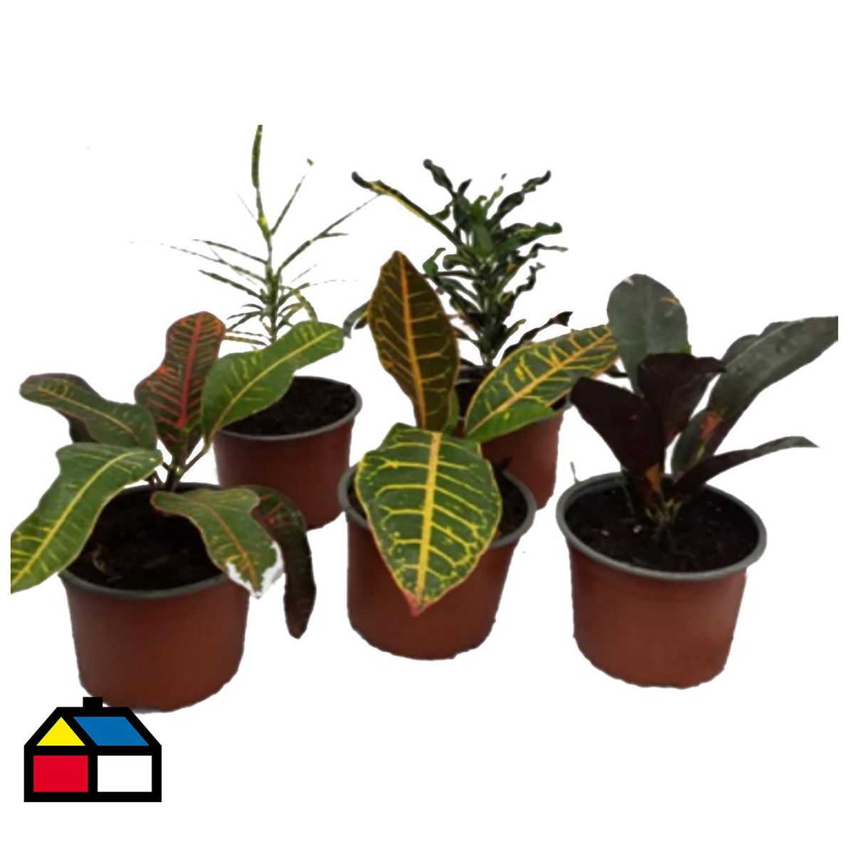 LAS BANDURRIAS - Croton Variedades 20 cm Natural CT12