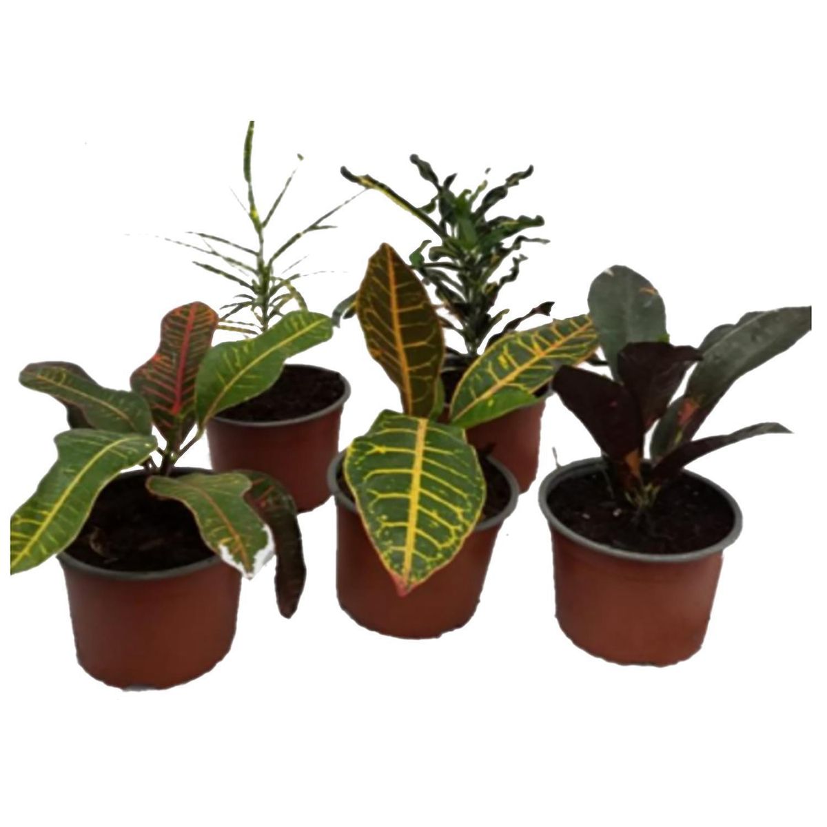 LAS BANDURRIAS - Croton Variedades 20 cm Natural CT12